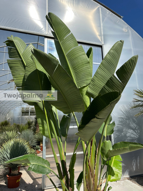 Strelitzia/Strelicja nicolai - 3 sadzonki w donicy, wys. całkowita z donicą: ok. 290cm Strelitzia/Strelicja nicolai - 3 sadzonki w donicy, wys. całkowita z donicą: ok. 290cm