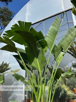 Strelitzia/Strelicja nicolai - 3 sadzonki w donicy, wys. całkowita z donicą: ok. 300cm