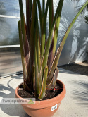Strelitzia/Strelicja nicolai - 3 sadzonki w donicy, wys. całkowita z donicą: ok. 300cm