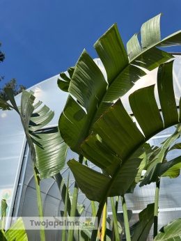 Strelitzia/Strelicja nicolai - 3 sadzonki w donicy, wys. całkowita z donicą: ok. 300cm