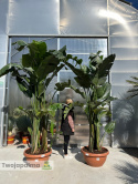 Strelitzia/Strelicja nicolai - 3 sadzonki w donicy, wys. całkowita z donicą: ok. 320-350cm