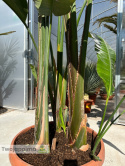 Strelitzia/Strelicja nicolai - 3 sadzonki w donicy, wys. całkowita z donicą: ok. 320-350cm