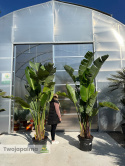 Strelitzia/Strelicja nicolai - 3 sadzonki w donicy, wys. całkowita z donicą: 280-320cm