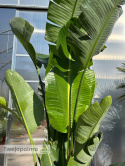 Strelitzia/Strelicja nicolai - 3 sadzonki w donicy, wys. całkowita z donicą: 280-320cm