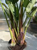 Strelitzia/Strelicja nicolai - 3 sadzonki w donicy, wys. całkowita z donicą: 280-320cm