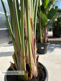 Strelitzia/Strelicja nicolai - 3 sadzonki w donicy, wys. całkowita z donicą: 280-320cm