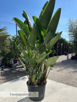 Strelitzia/Strelicja nicolai - 4 sadzonki w donicy, wys. całkowita z donicą: ok. 275cm