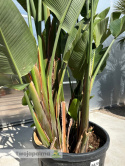 Strelitzia/Strelicja nicolai - 4 sadzonki w donicy, wys. całkowita z donicą: ok. 260cm