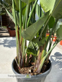 Strelitzia/Strelicja nicolai - 4 sadzonki w donicy, wys. całkowita z donicą: ok. 260cm