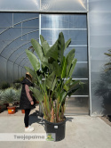 Strelitzia/Strelicja nicolai - 4 sadzonki w donicy, wys. całkowita z donicą: ok. 260cm