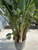 Strelitzia/Strelicja nicolai - 9 sadzonek w donicy, wys. całkowita z donicą: ok. 280cm