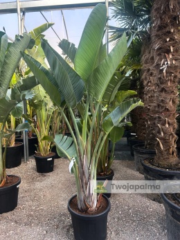 Strelitzia/Strelicja nicolai wys. całkowita z donicą: 220-240cm