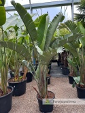 Strelitzia/Strelicja nicolai wys. całkowita z donicą: 220-240cm