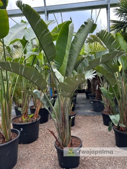 Strelitzia/Strelicja nicolai wys. całkowita z donicą: 220-240cm