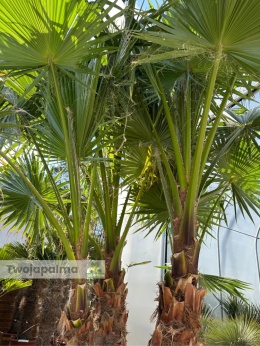 Palma Washingtonia robusta 4 pnie - wysokość całkowita: 320cm