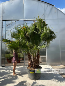 Palma Washingtonia robusta 4 pnie - wysokość całkowita: 320cm