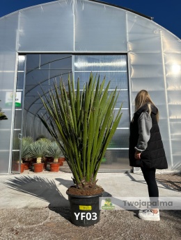 Yucca Faxoniana wysokość rośliny: 130-150cm