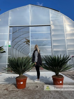 Yucca Gloriosa Lone Star - wysokość rośliny: 70-80cm