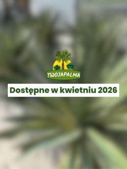 Yucca gloriosa variegata - Juka wspaniała variegata