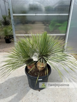 Yucca Rostrata wys.pnia: 30cm+25cm, wys. całkowita z donicą: ok. 120cm