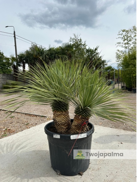 Yucca Rostrata wys.pnia: 30cm+25cm, wys. całkowita z donicą: ok. 120cm Yucca Rostrata wys.pnia: 30cm+25cm, wys. całkowita z donicą: ok. 120cm