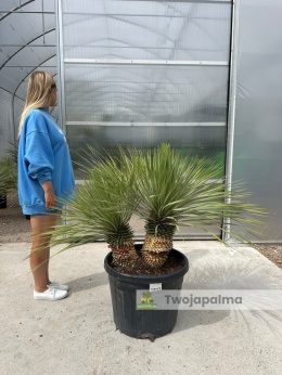 Yucca Rostrata wys.pnia: 30cm+25cm, wys. całkowita z donicą: ok. 120cm