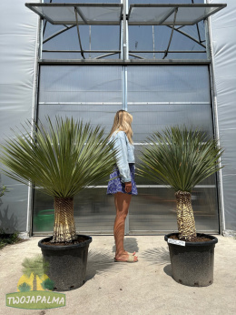 yucca-rostrata-130-140cm-twojapalma--01