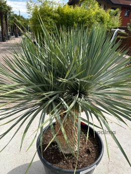 Yucca Rostrata wys.pnia: 45cm+15cm+15cm, wys. całkowita z donicą: ok. 160cm