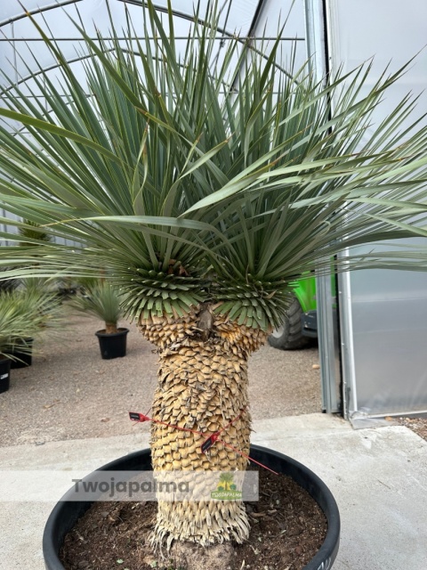 Yucca Rostrata wys.pnia: 45cm+15cm+15cm, wys. całkowita z donicą: ok. 160cm Yucca Rostrata wys.pnia: 45cm+15cm+15cm, wys. całkowita z donicą: ok. 160cm