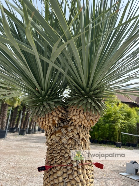Yucca Rostrata wys.pnia: 45cm+15cm+15cm, wys. całkowita z donicą: ok. 160cm Yucca Rostrata wys.pnia: 45cm+15cm+15cm, wys. całkowita z donicą: ok. 160cm
