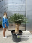Yucca Rostrata wys.pnia: 45cm+15cm+15cm, wys. całkowita z donicą: ok. 160cm