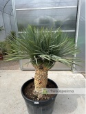 Yucca Rostrata wys.pnia: 45cm+15cm+15cm, wys. całkowita z donicą: ok. 160cm