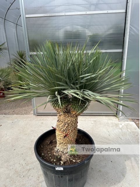 Yucca Rostrata wys.pnia: 45cm+15cm+15cm, wys. całkowita z donicą: ok. 160cm Yucca Rostrata wys.pnia: 45cm+15cm+15cm, wys. całkowita z donicą: ok. 160cm