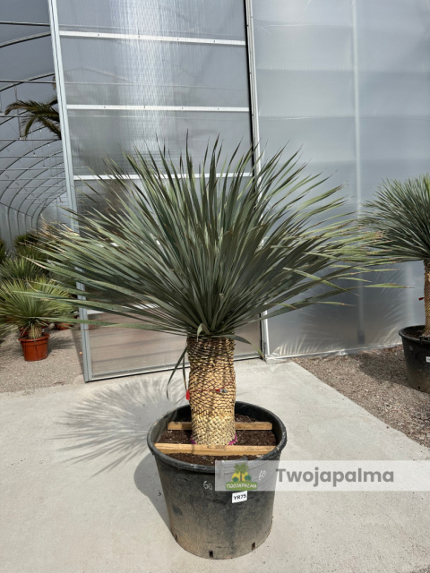 Yucca Rostrata wys. pnia: 55cm, wys. całkowita z donicą: 190cm Yucca Rostrata wys. pnia: 55cm, wys. całkowita z donicą: 190cm