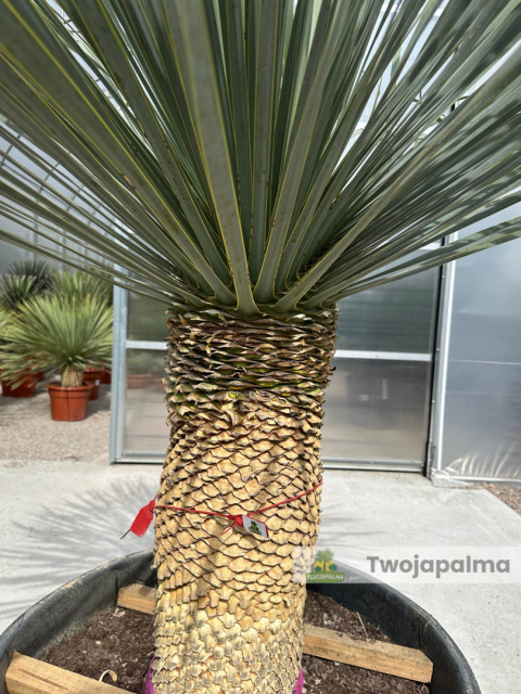Yucca Rostrata wys. pnia: 55cm, wys. całkowita z donicą: 190cm Yucca Rostrata wys. pnia: 55cm, wys. całkowita z donicą: 190cm
