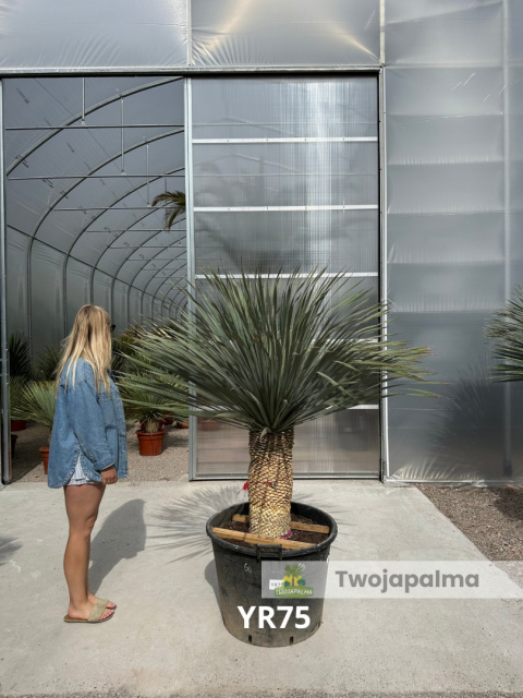 Yucca Rostrata wys. pnia: 55cm, wys. całkowita z donicą: 190cm Yucca Rostrata wys. pnia: 55cm, wys. całkowita z donicą: 190cm