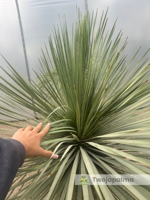 Yucca Rostrata wys. pnia: 56cm, wys. całkowita z donicą: 160cm Yucca Rostrata wys. pnia: 56cm, wys. całkowita z donicą: 160cm