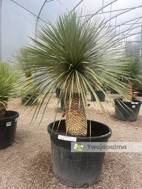 Yucca Rostrata wys. pnia: 56cm, wys. całkowita z donicą: 160cm Yucca Rostrata wys. pnia: 56cm, wys. całkowita z donicą: 160cm