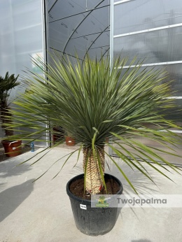 Yucca Rostrata wys. pnia: 56cm, wys. całkowita z donicą: 190cm