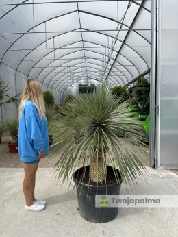 Yucca Rostrata wys. pnia: 56cm, wys. całkowita z donicą: 160cm