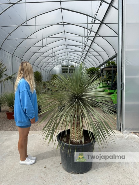 Yucca Rostrata wys. pnia: 56cm, wys. całkowita z donicą: 160cm Yucca Rostrata wys. pnia: 56cm, wys. całkowita z donicą: 160cm
