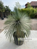 Yucca Rostrata wys. pnia: 56cm, wys. całkowita z donicą: 160cm