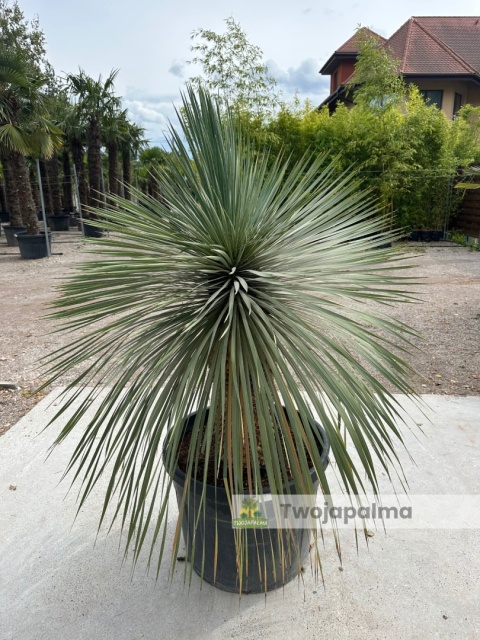 Yucca Rostrata wys. pnia: 56cm, wys. całkowita z donicą: 160cm Yucca Rostrata wys. pnia: 56cm, wys. całkowita z donicą: 160cm