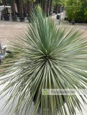 Yucca Rostrata wys. pnia: 56cm, wys. całkowita z donicą: 160cm