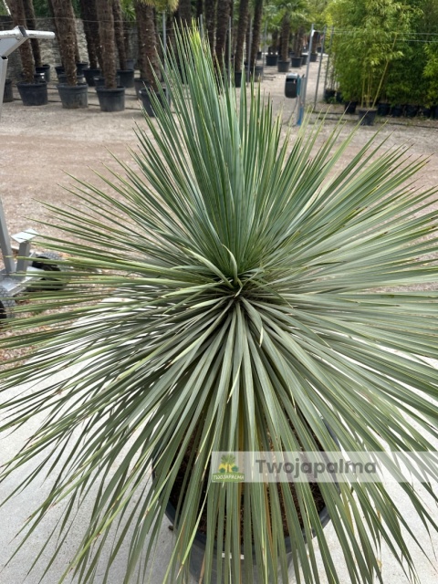 Yucca Rostrata wys. pnia: 56cm, wys. całkowita z donicą: 160cm Yucca Rostrata wys. pnia: 56cm, wys. całkowita z donicą: 160cm
