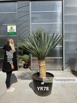 Yucca Rostrata wys.pnia: 58cm, wys. całkowita z donicą: 190cm