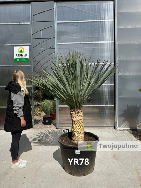 Yucca Rostrata wys.pnia: 58cm, wys. całkowita z donicą: 190cm Yucca Rostrata wys.pnia: 58cm, wys. całkowita z donicą: 190cm