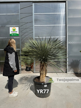Yucca Rostrata wys.pnia: 62cm, wys. całkowita z donicą: ok. 170-180cm