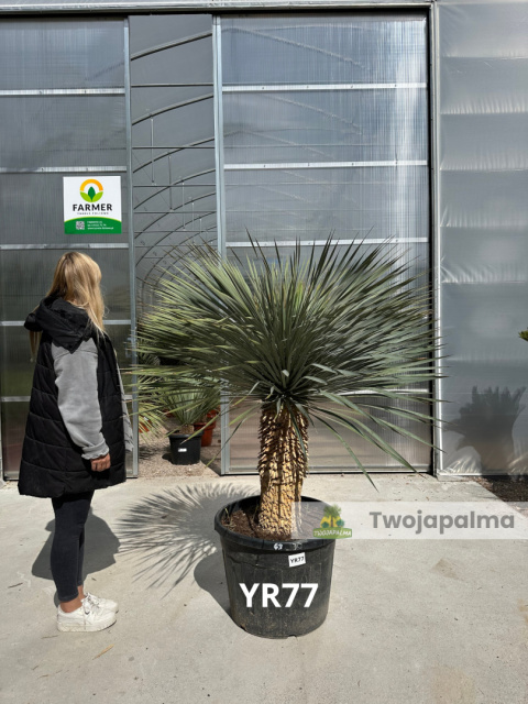 Yucca Rostrata wys.pnia: 62cm, wys. całkowita z donicą: ok. 170-180cm Yucca Rostrata wys.pnia: 62cm, wys. całkowita z donicą: ok. 170-180cm