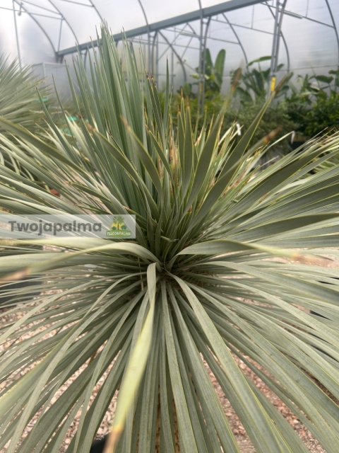 Yucca Rostrata wys.pnia: 62cm, wys. całkowita z donicą: ok. 170cm Yucca Rostrata wys.pnia: 62cm, wys. całkowita z donicą: ok. 170cm
